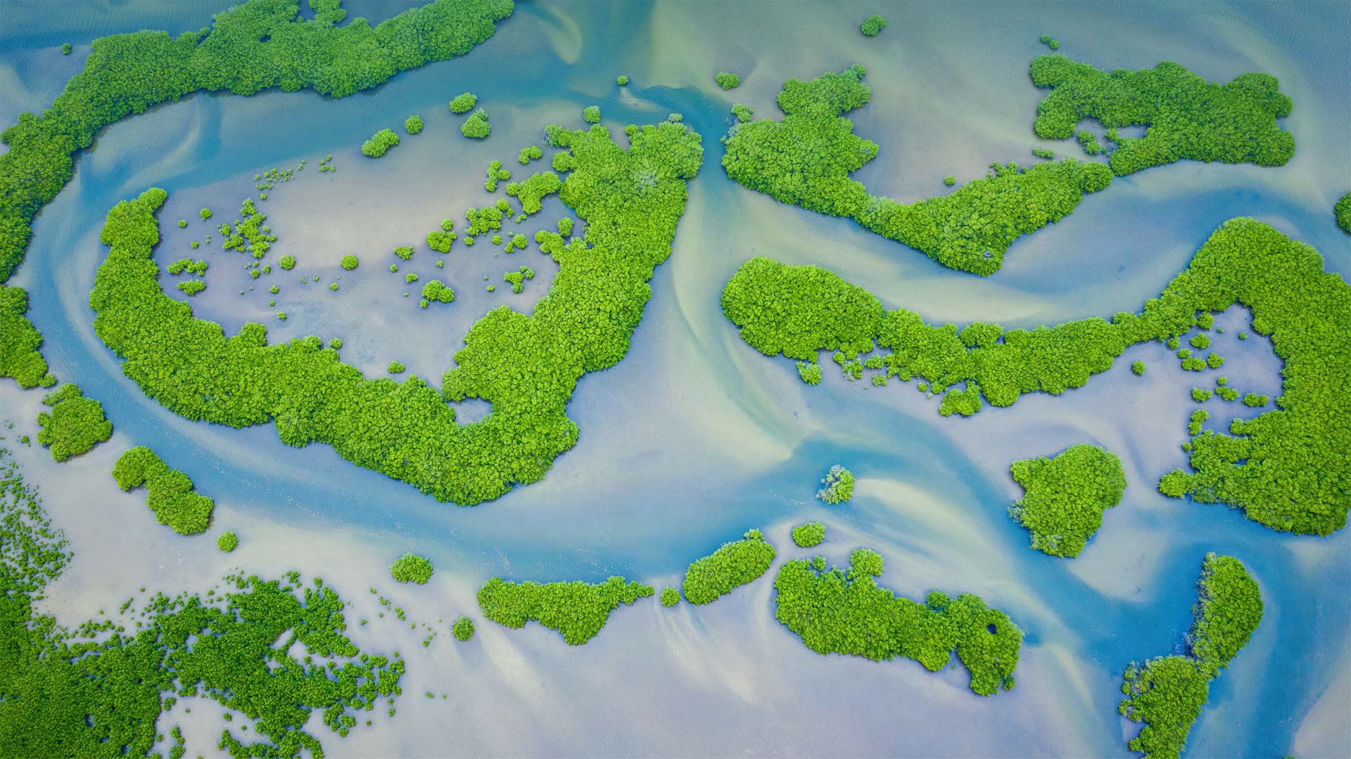 MangroveDay_ZH-CN5590436101_1920x1080.jpg