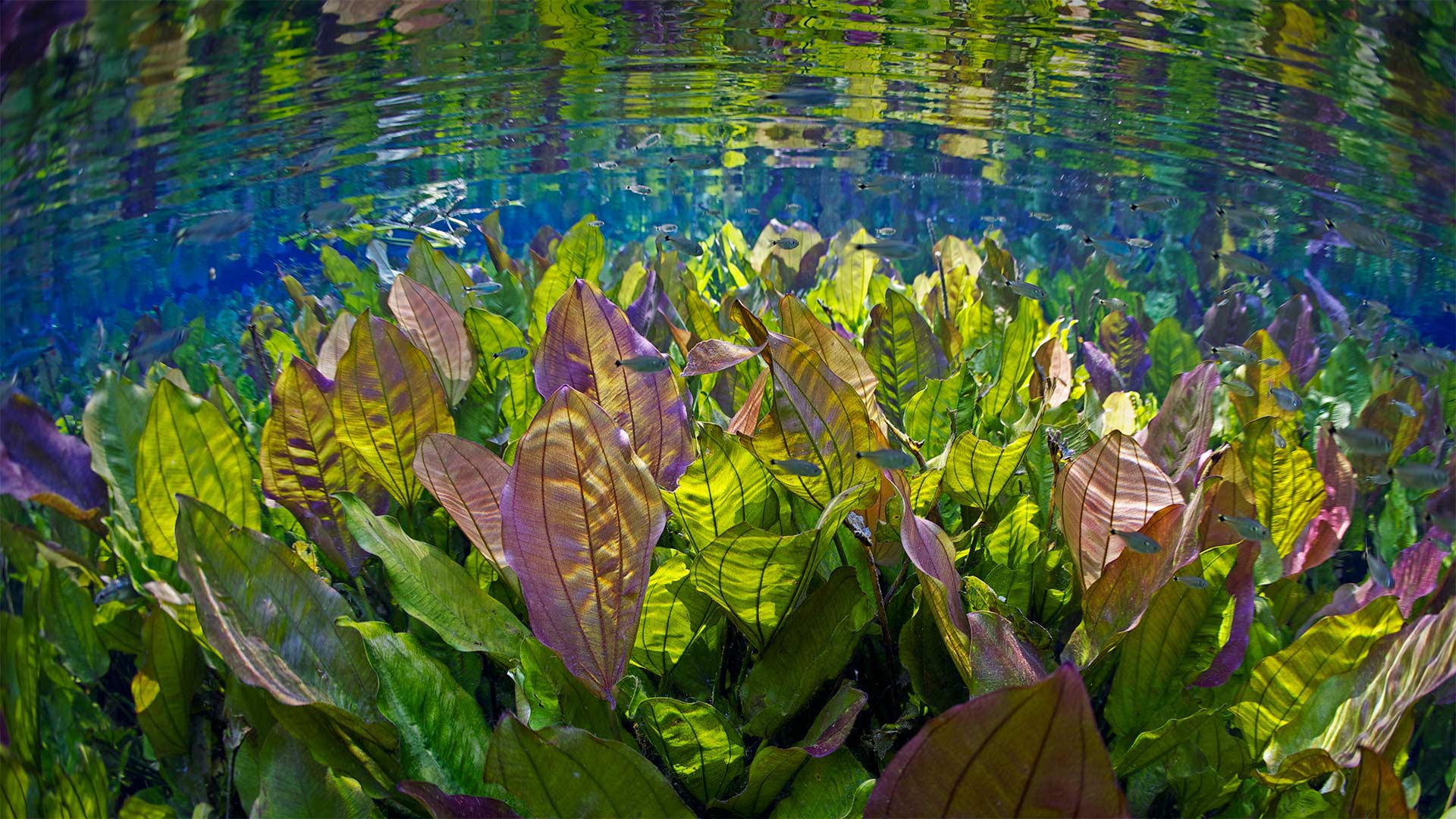 AquarioNatural_ZH-CN3886634374_1920x1080.jpg