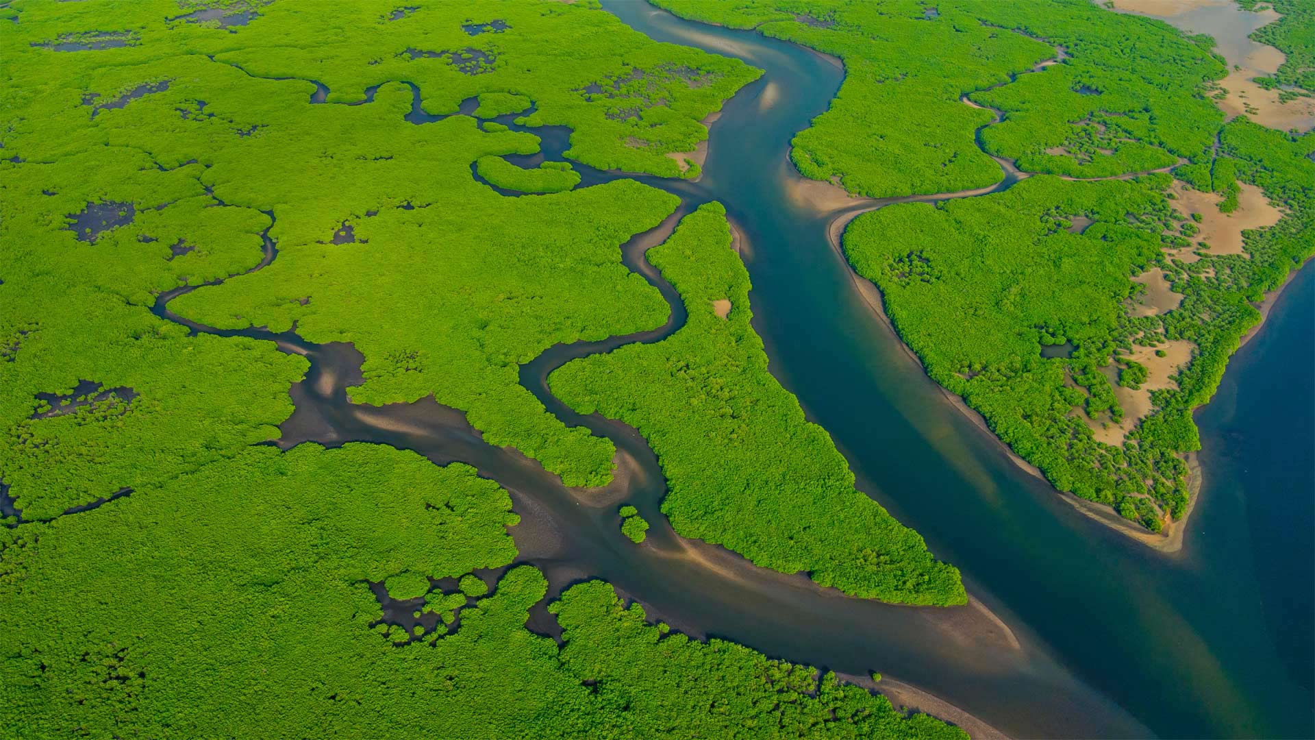 AmazonMangroves_ZH-CN2154443859_1920x1080.jpg